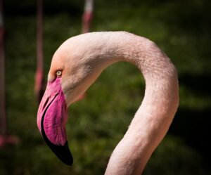 pink flamingo, Hampden: Image by Dobi78 from Pixabay