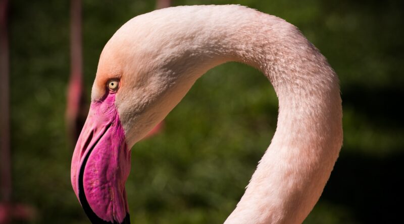 pink flamingo, Hampden: Image by Dobi78 from Pixabay