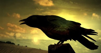 Poe The Raven - Image by janxie darkbird from Pixabay