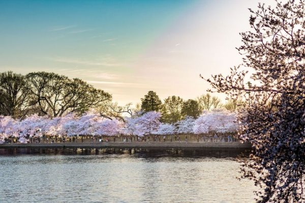 National Cherry Blossom Festival a welcome rite of spring - Baltimore ...