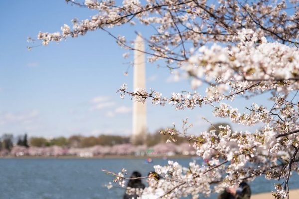 2018 National Cherry Blossom Festival Washington DC credit Michael Jordan/BPE