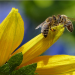 Honey Bee (Pixabay - no credit requiered)
