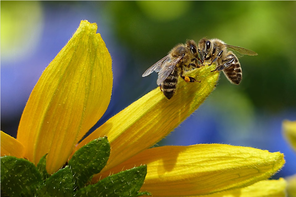 Honey Bee (Pixabay - no credit requiered)