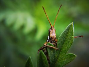 locust credit Dom Alberts Pixabay