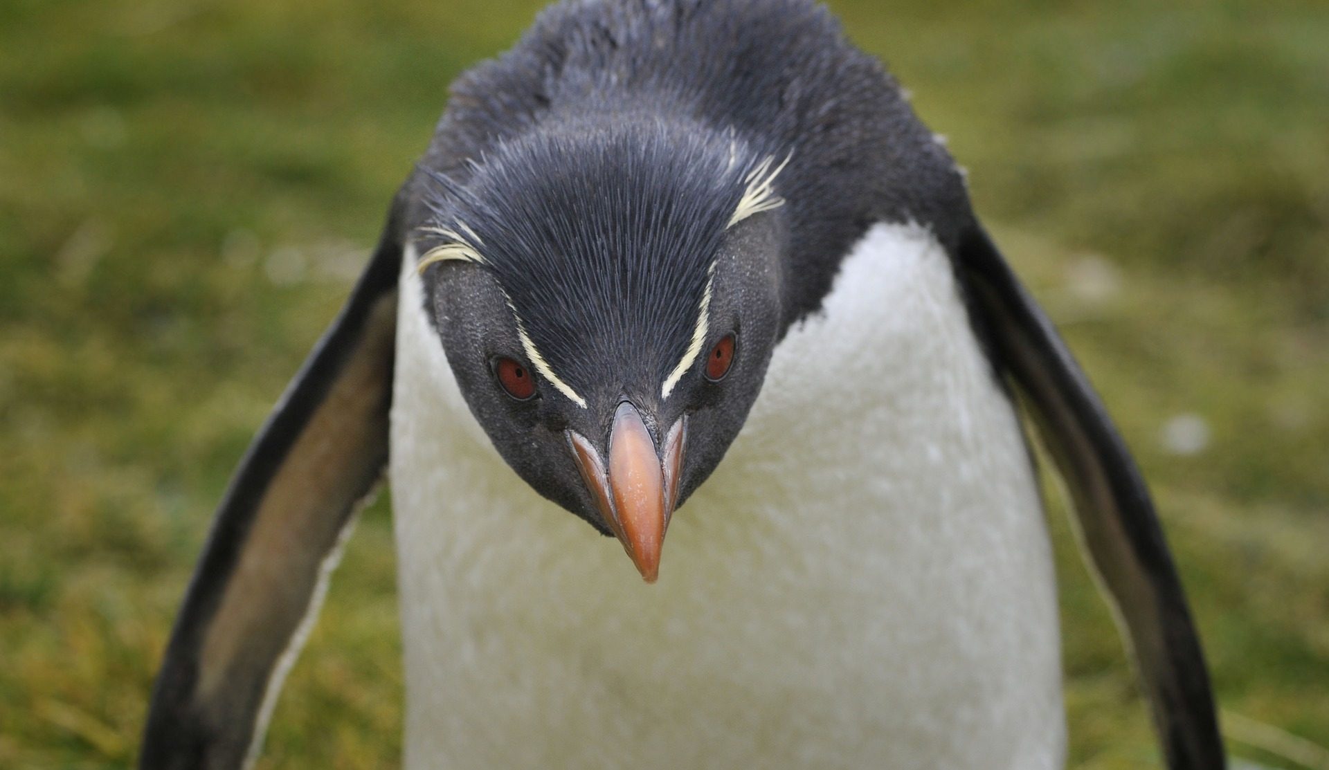 penguin credit Jodeng at Pixabay