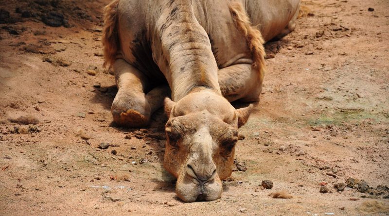 apathy camel Image by banksadam from Pixabay