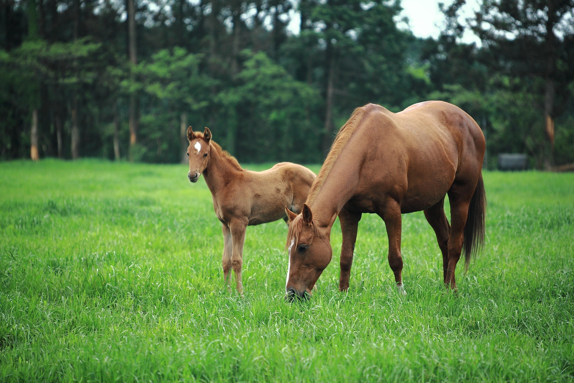 is-there-hope-for-the-horseracing-integrity-and-safety-act-baltimore