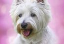 Westie dog: Image by Bruce Bouley from Pixabay
