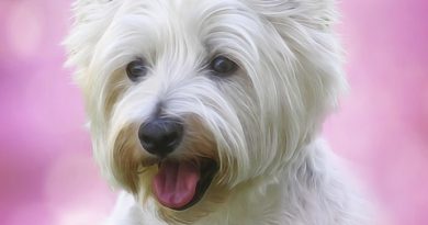 Baltimore Humane Society: More pet food donations are needed Westie dog: Image by Bruce Bouley from Pixabay