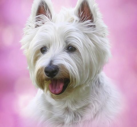 Westie dog: Image by Bruce Bouley from Pixabay