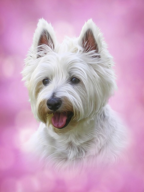 Westie dog: Image by Bruce Bouley from Pixabay