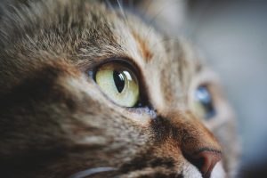 believing cat Image by Hai Bui Viet from Pixabay