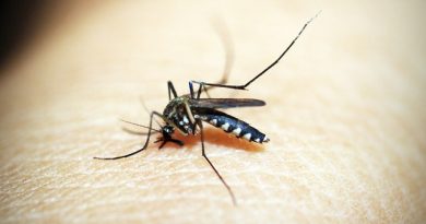 Mosquito -- Image by 41330 from Pixabay