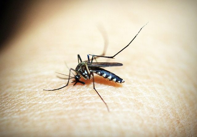 Mosquito -- Image by 41330 from Pixabay