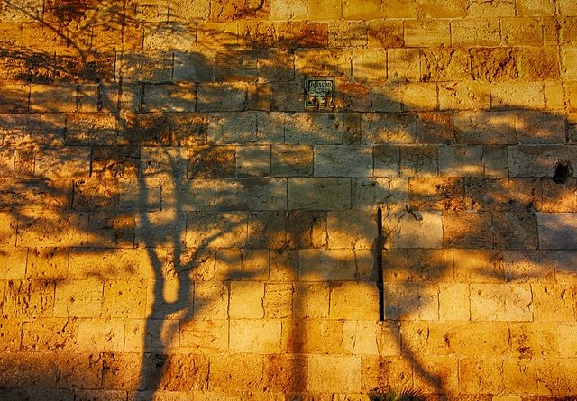 Israel prevail shadow of trees Image by Gidon Pico from Pixabay