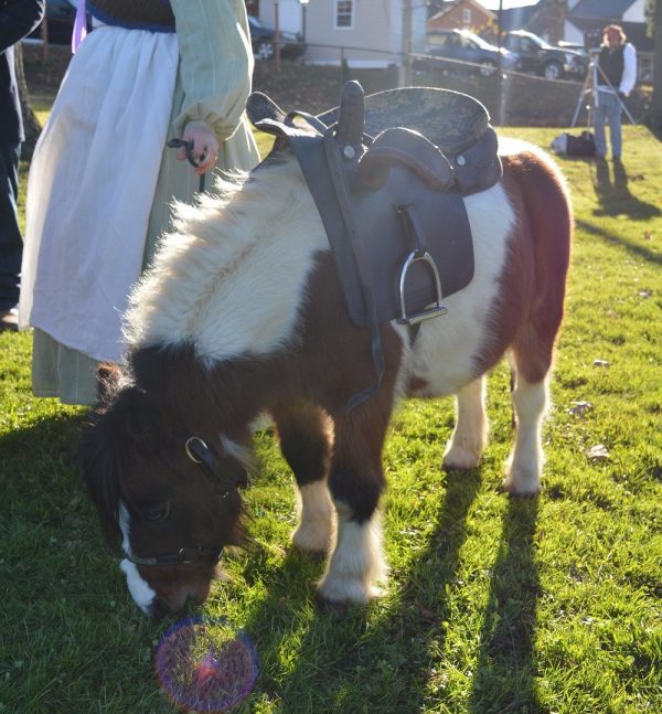 Sidesaddle story: Miniature horse "Gussy" equipped with a sidesaddle. (credit Anthony C. Hayes)