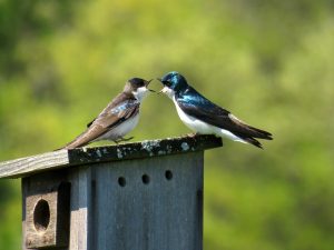 house divided birds: Image by Amy S from Pixabay