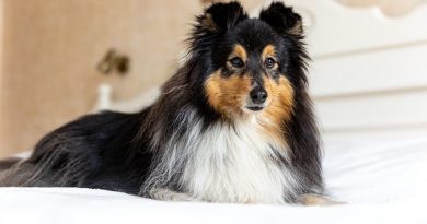 Exploring the Best Pet-Friendly Stays in the US: Accommodations, Amenities, and Tips