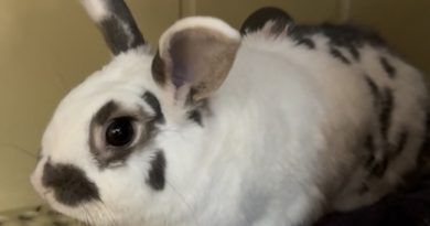 Pets of the Week