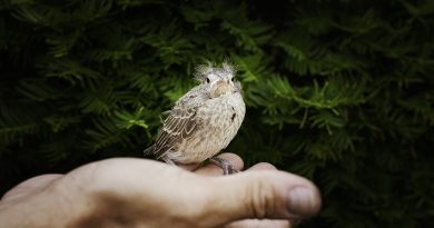 relationship bird Image by Lisa Baird from Pixabay