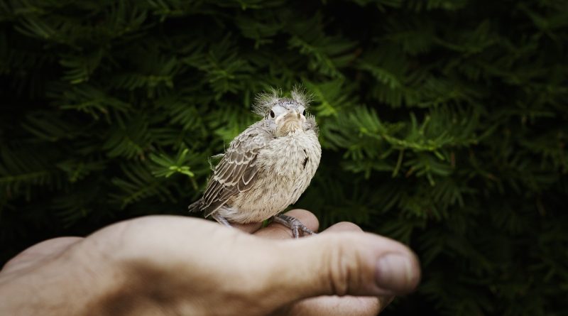 relationship bird Image by Lisa Baird from Pixabay