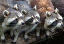 How Raccoon Removal Can Improve Your Home’s Energy Efficiency: A Practical Guide