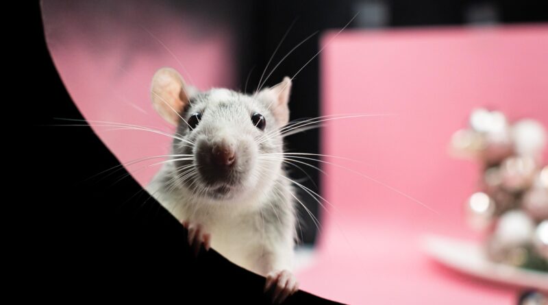 rat, rats, rodents: Image by Nikolett Emmert from Pixabay