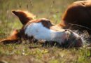 fallen foal: Image by rihaij from Pixabay