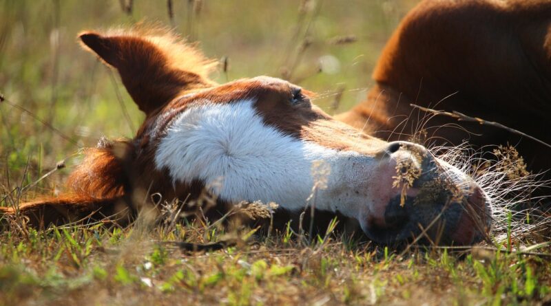 fallen foal: Image by rihaij from Pixabay