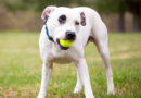 Pets of the Week!