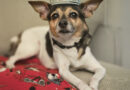 Pets of the Week!