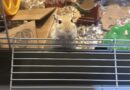 Pets of the Week!