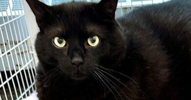 Pets of the Week!