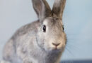 Pets of the Week!