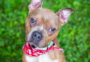 Pets of the Week!