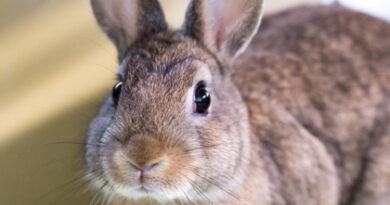 Pets of the Week!