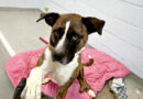 Pets of the Week!