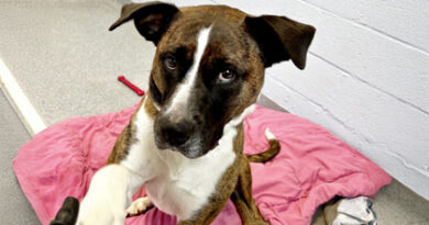 Pets of the Week!