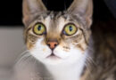 Pets of the Week!