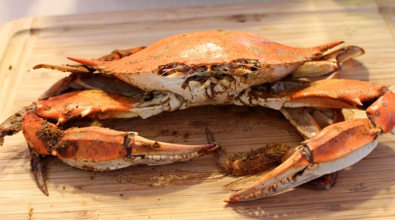 crab cake, crab cakes, steamed blue crab, Maryland crab cakes: Image by metadog from Pixabay