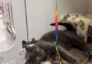 Pets of the Week!