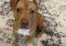 Pets of the Week!