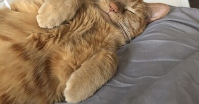 Baltimore Humane Society launches fundraising campaign for Giving Tuesday