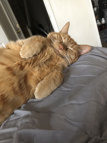 Baltimore Humane Society launches fundraising campaign for Giving Tuesday