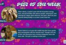 Baltimore Humane Society-Pets of the week