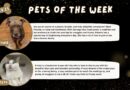 Baltimore Humane Society- Pets of the week + End of year stats