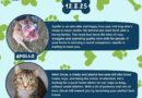 Baltimore Humane Society-Pets of the week