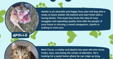 Baltimore Humane Society-Pets of the week Baltimore Humane Society-Pets of the week