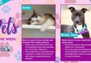 Baltimore Humane Society-Pets of the week: Aries & Rosie Jane