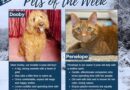 Baltimore Humane Society-Pets of the Week